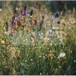 Graines Nectar Thomas® 5 Kg