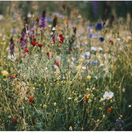 Graines Nectar Thomas® 5 Kg 3 Graines Nectar Thomas® 5 Kg