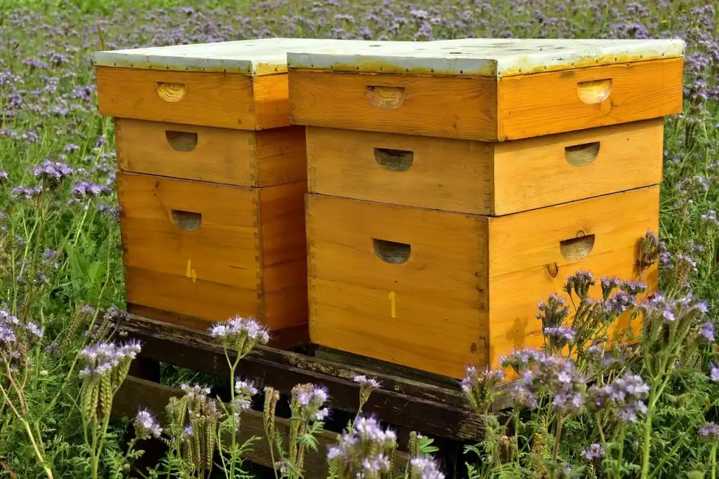Thomas Apiculture -Thomas Apiculture ruche abeilles