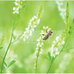 Semences Mélilot Jaune 5 Kg