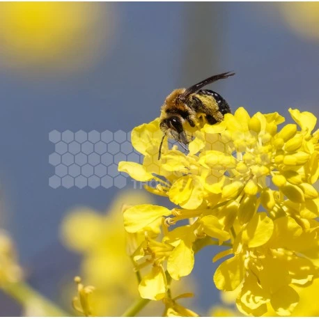 Semences Moutarde Blanche 5 Kg 3 Semences Moutarde Blanche 5 Kg