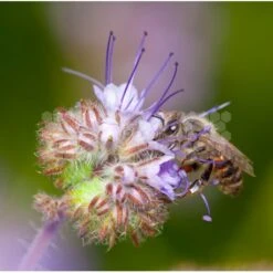 Semences Phacélie 5 Kg